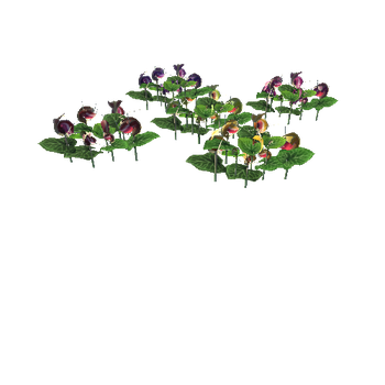 Flower corybas sinii